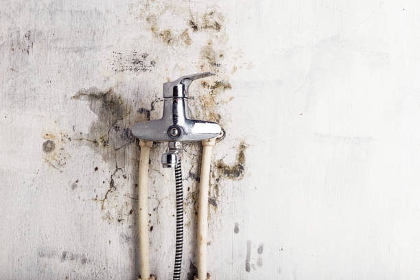 Best Office Mold Removal Services  in West Whittier Los Nietos, CA