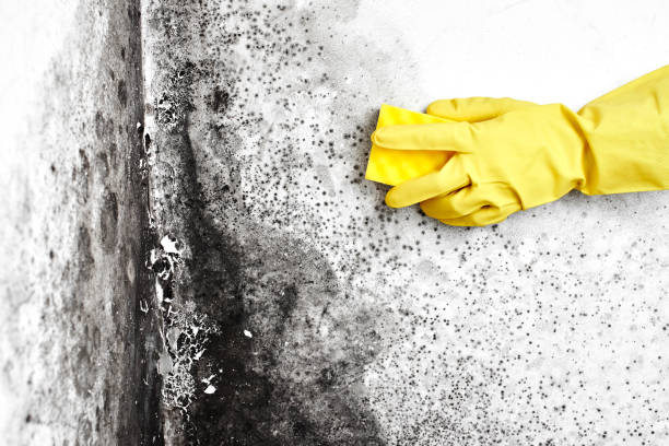 Best Certified Mold Removal  in West Whittier Los Nietos, CA