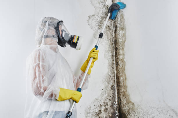 Best Crawl Space Mold Removal  in West Whittier Los Nietos, CA