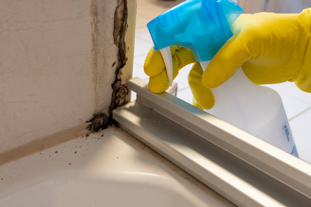 Mold Removal Process in West Whittier Los Nietos, CA