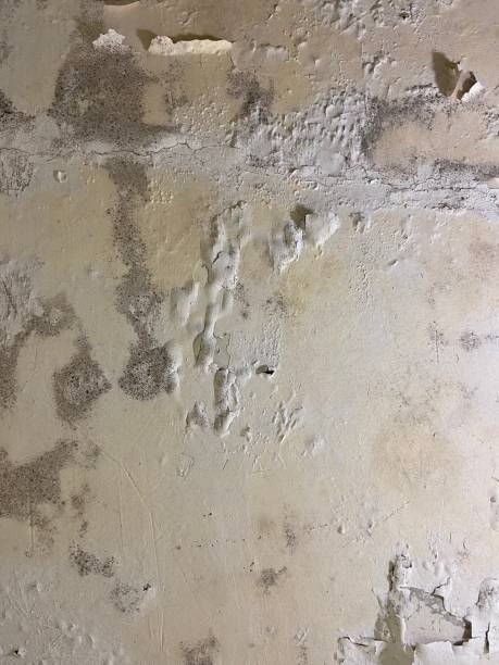 Trusted West Whittier Los Nietos, CA Mold Removal Experts