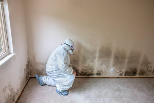 Best Mold Remediation  in West Whittier Los Nietos, CA