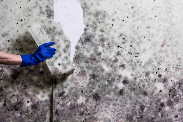 Mold Testing and Removal in West Whittier Los Nietos, CA